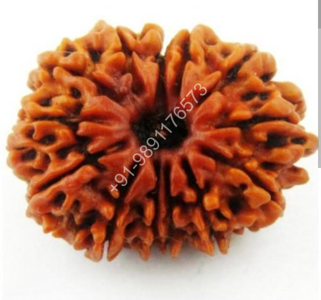 11 MUKHI RUDRAKSH